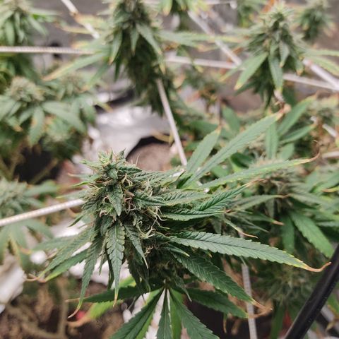R2 growlog timeline photo