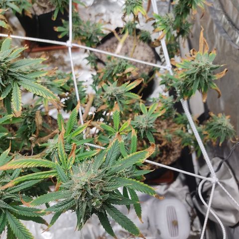 R2 growlog timeline photo