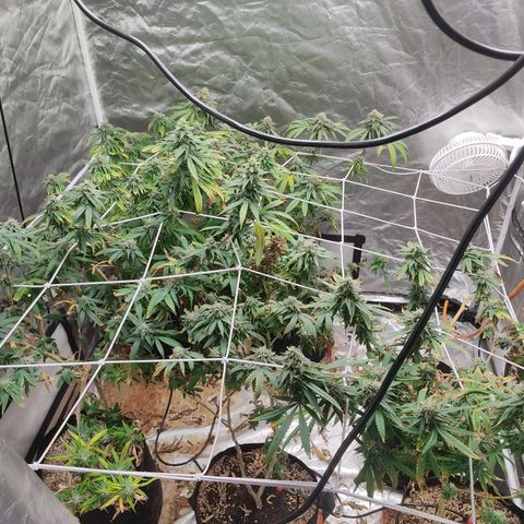 R2 growlog photo: Results after 7 weeks flower
