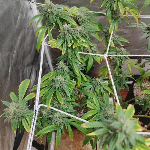 R2 growlog timeline photo