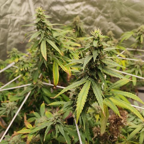 R2 growlog timeline photo