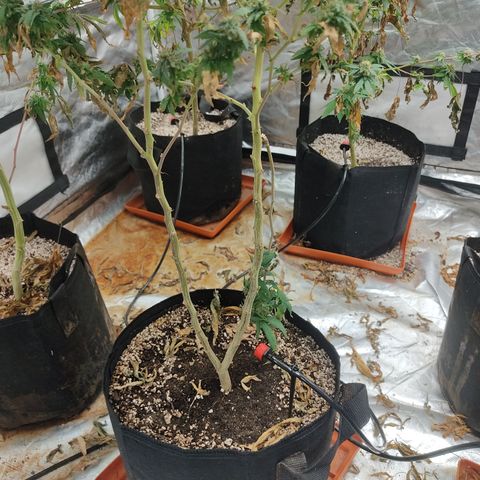 R2 growlog timeline photo