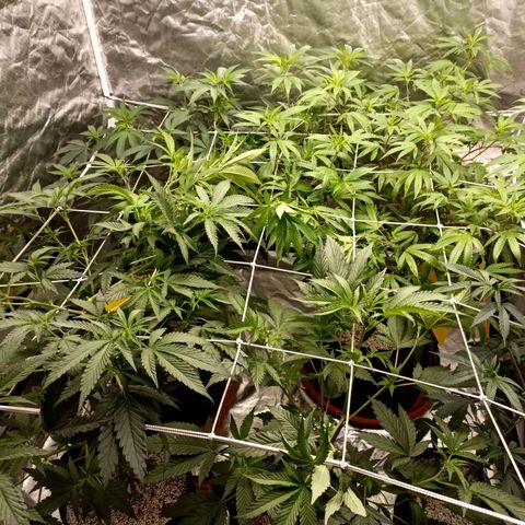 R2 growlog timeline photo