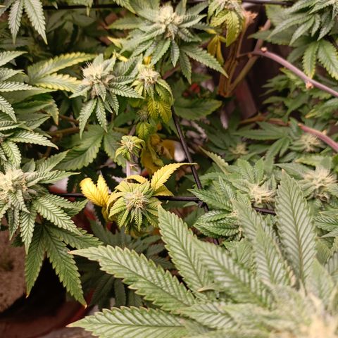 R2 growlog photo: 5 weeks flower