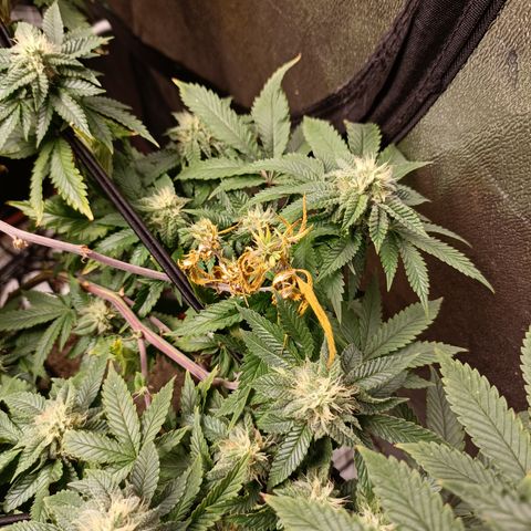 R2 growlog photo: 5 weeks flower