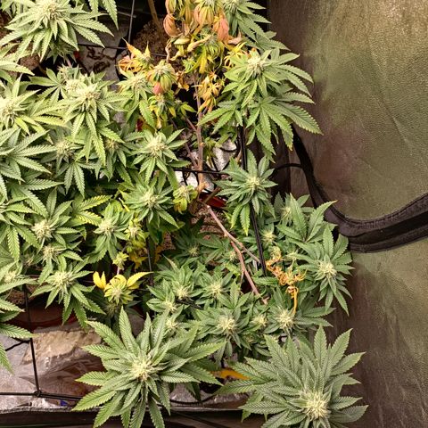 R2 growlog photo: 5 weeks flower