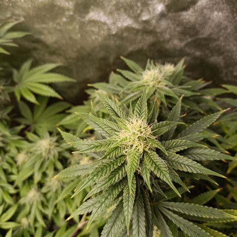 R2 growlog photo: 5 weeks flower
