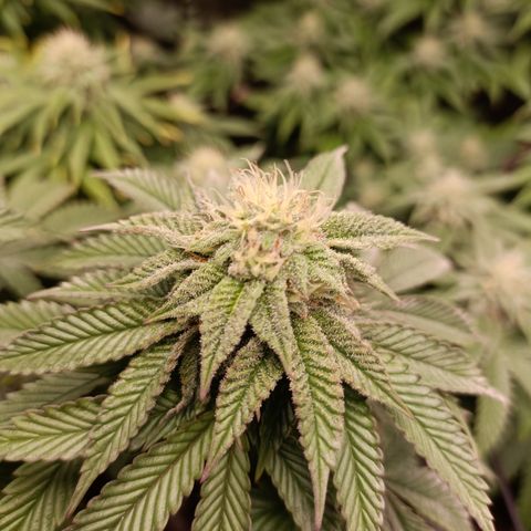 R2 growlog photo: 5 weeks flower