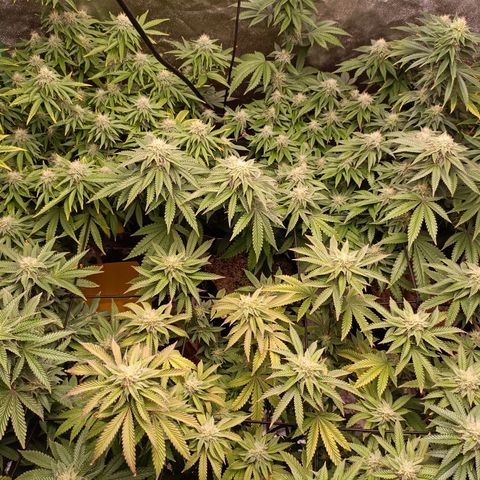 R2 growlog photo: 5 weeks flower