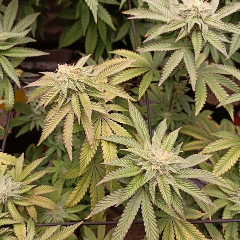R2 growlog photo: 5 weeks flower