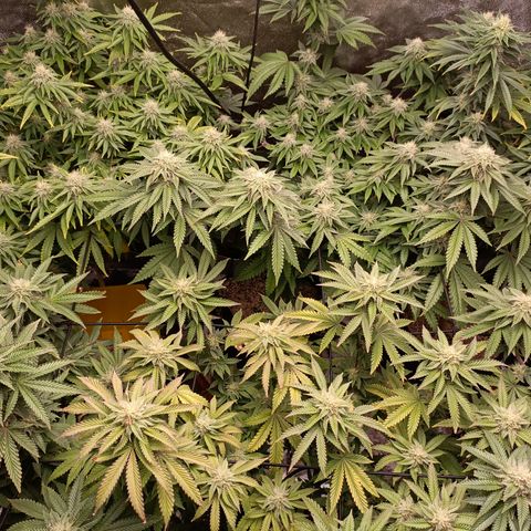 R2 growlog photo: 5 weeks flower
