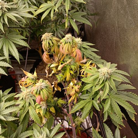 R2 growlog photo: 5 weeks flower