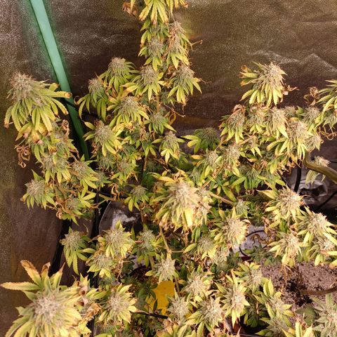 R2 growlog photo: Week 7 flower