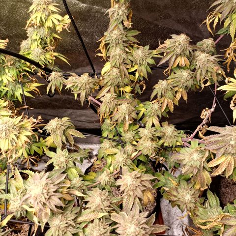 R2 growlog photo: Week 7 flower