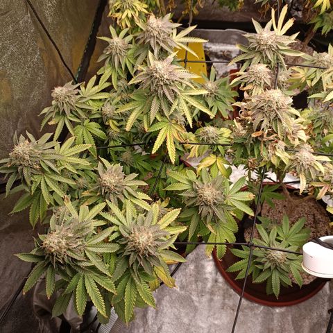 R2 growlog photo: Week 7 flower