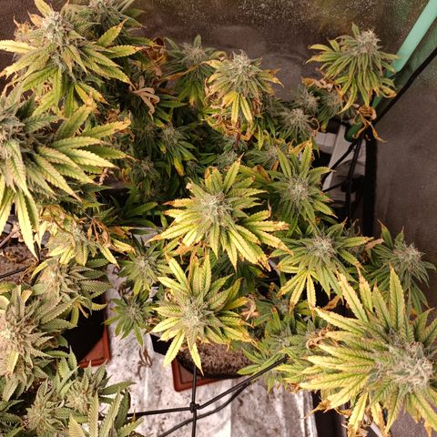 R2 growlog photo: Week 7 flower