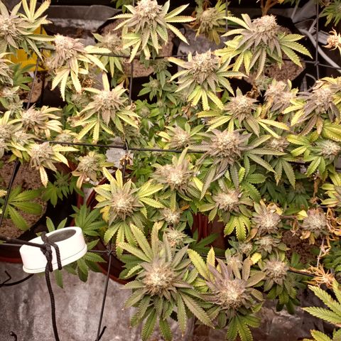 R2 growlog photo: Week 7 flower