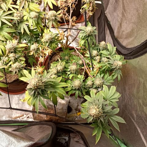 R2 growlog photo: Week 7 flower