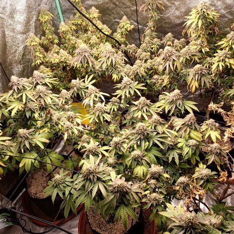 R2 growlog photo: Week 7 flower