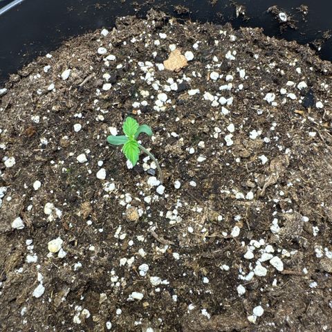 Helga growlog timeline photo
