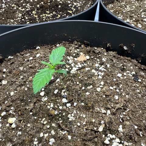 Helga growlog timeline photo