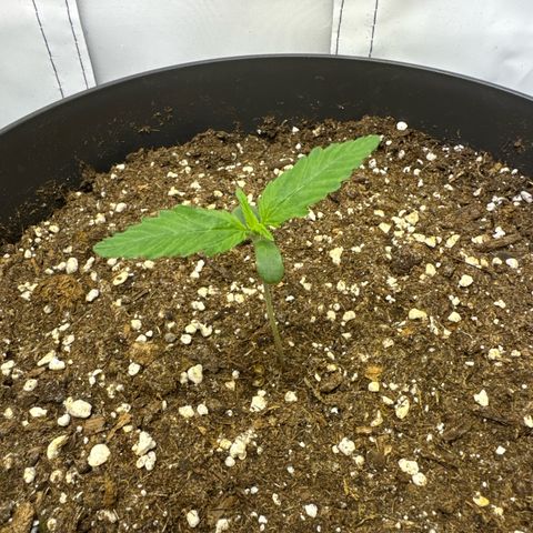 Helga growlog timeline photo