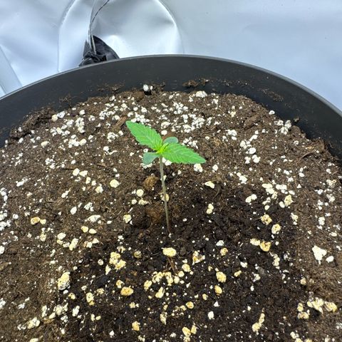 Helga growlog timeline photo