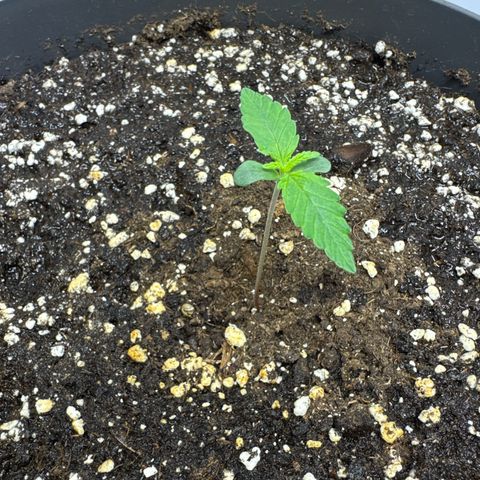 Helga growlog timeline photo
