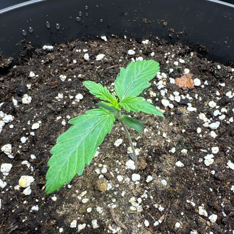 Helga growlog timeline photo