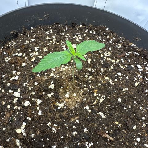 Helga growlog timeline photo