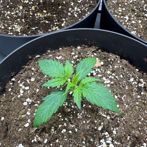 Helga growlog timeline photo