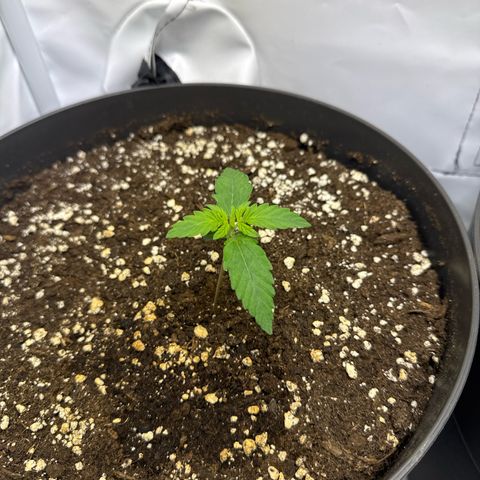 Helga growlog timeline photo
