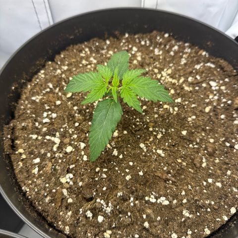 Helga growlog timeline photo