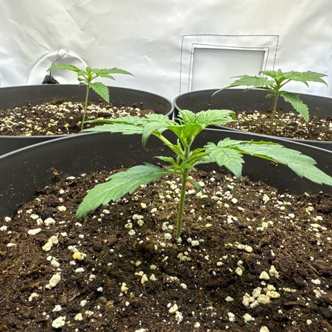 Helga growlog timeline photo