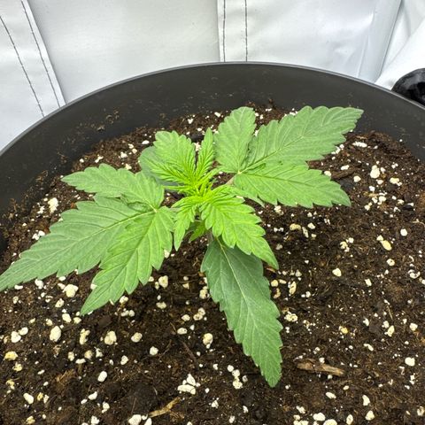 Helga growlog timeline photo