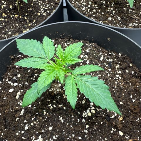 Helga growlog timeline photo