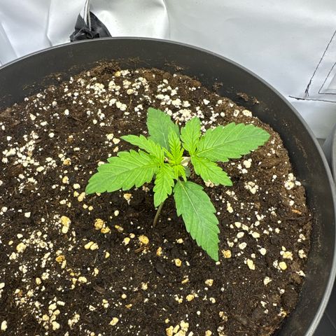 Helga growlog timeline photo