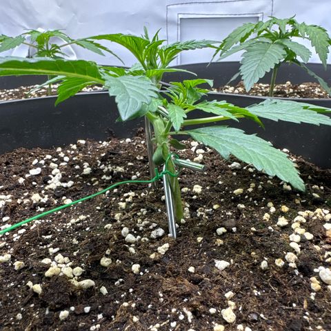 Helga growlog timeline photo