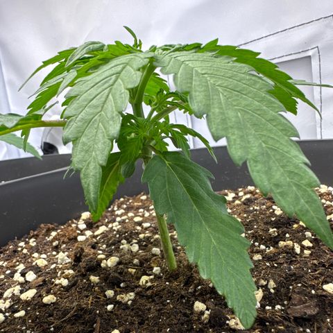 Helga growlog timeline photo