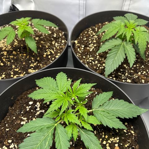 Helga growlog timeline photo