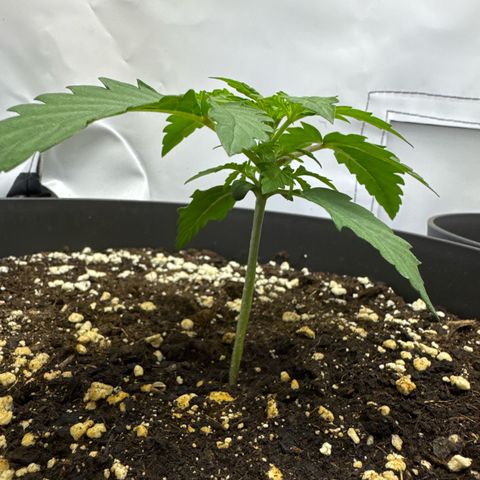 Helga growlog timeline photo