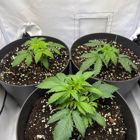 Helga growlog timeline photo