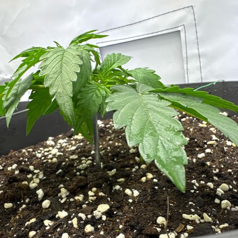 Helga growlog timeline photo