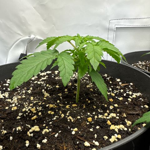 Helga growlog timeline photo