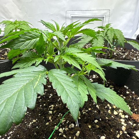 Helga growlog timeline photo