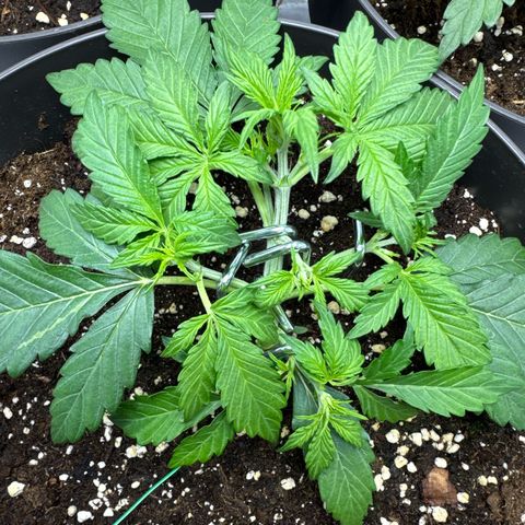 Helga growlog timeline photo