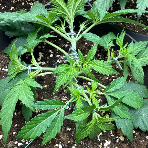 Helga growlog timeline photo