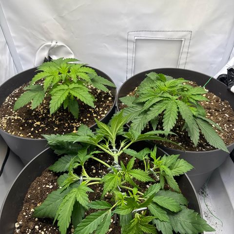 Helga growlog timeline photo