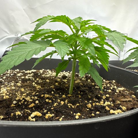 Helga growlog timeline photo