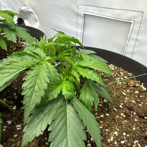 Helga growlog timeline photo